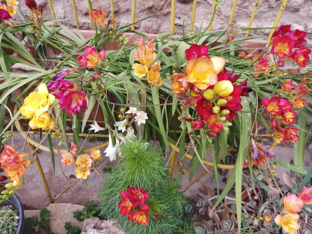 פמגוסטה Mystery Garden Guest House מראה חיצוני תמונה