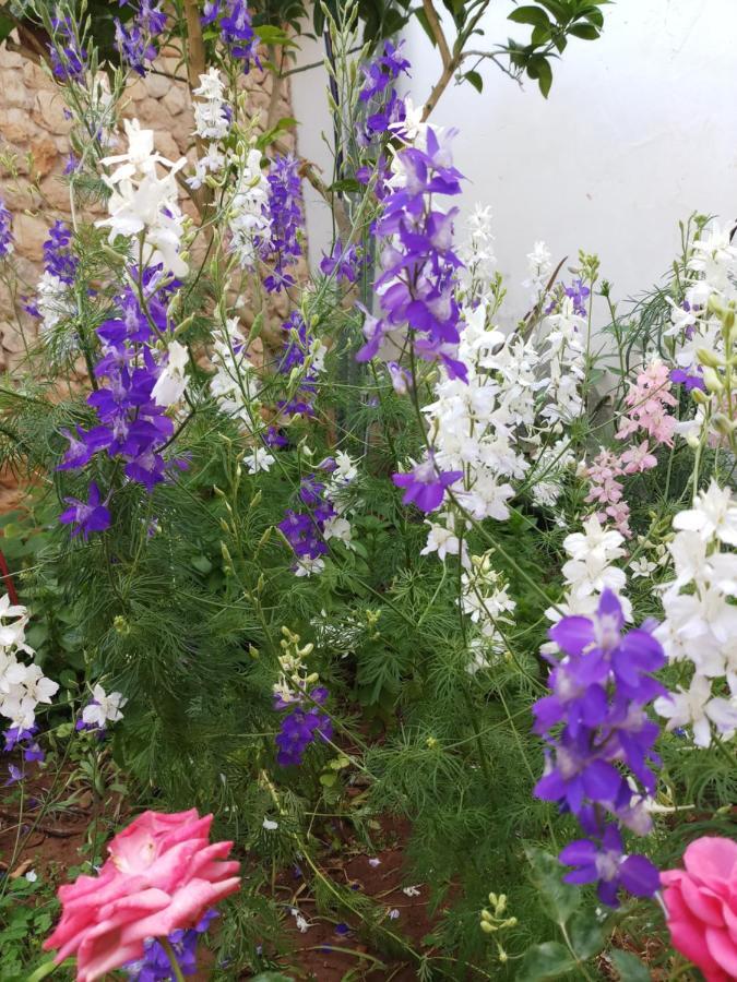 פמגוסטה Mystery Garden Guest House מראה חיצוני תמונה
