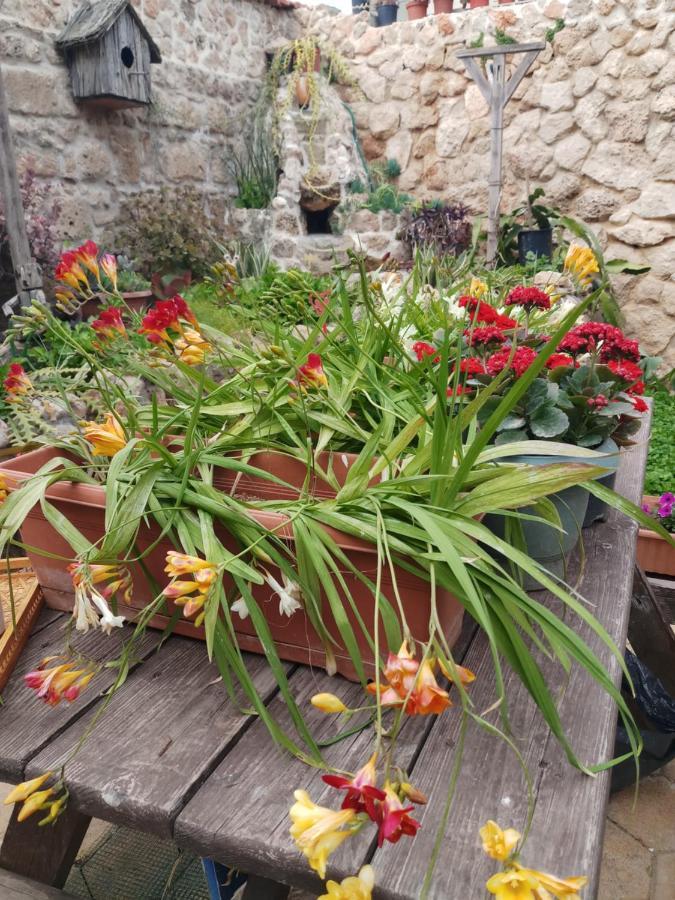פמגוסטה Mystery Garden Guest House מראה חיצוני תמונה
