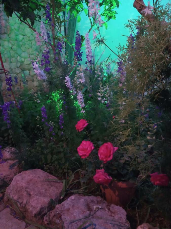 פמגוסטה Mystery Garden Guest House מראה חיצוני תמונה