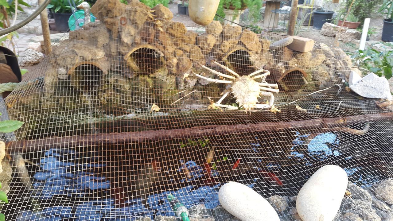 פמגוסטה Mystery Garden Guest House מראה חיצוני תמונה